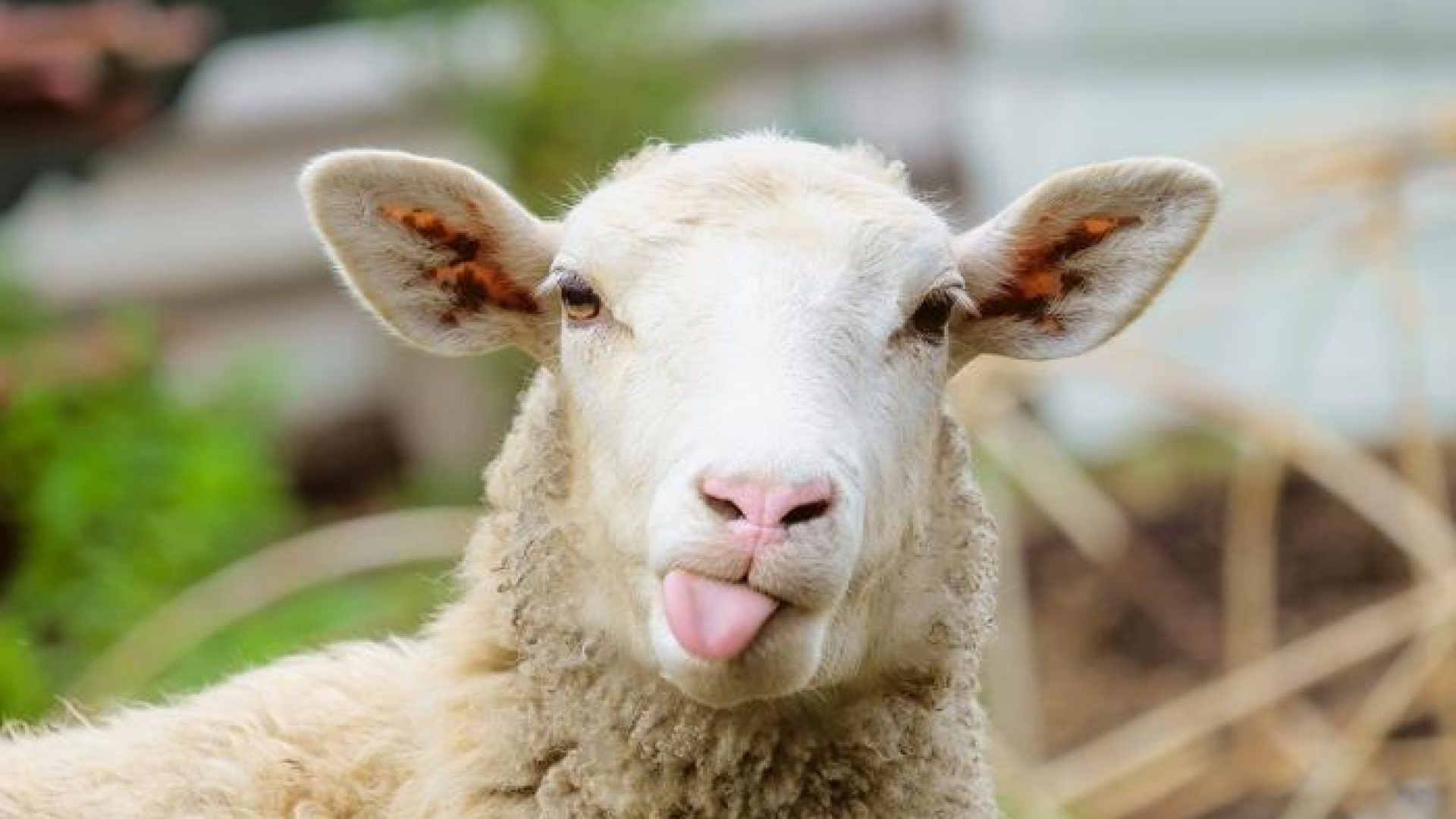 78-172744-algeria-mila-killer-sheep_700x400