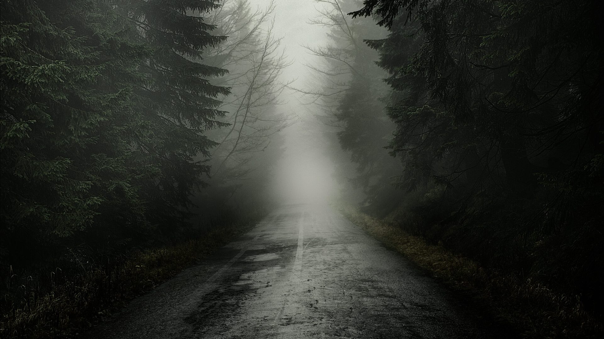 Road,In,Misty,Forest.